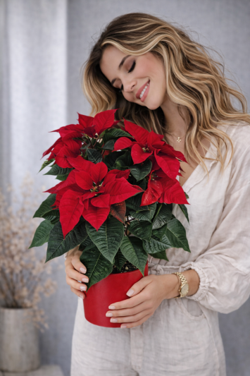 Atatürk Çiçeği Ponsetya